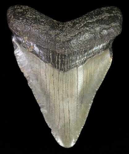 Bargain, Juvenile Megalodon Tooth #61798